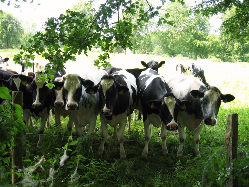 Neugierde